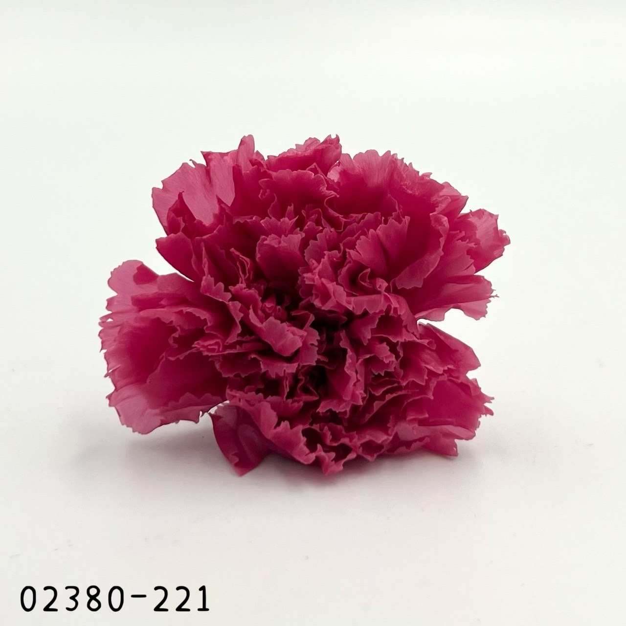 日本不凋大輪康乃馨(8朵) 02380-221