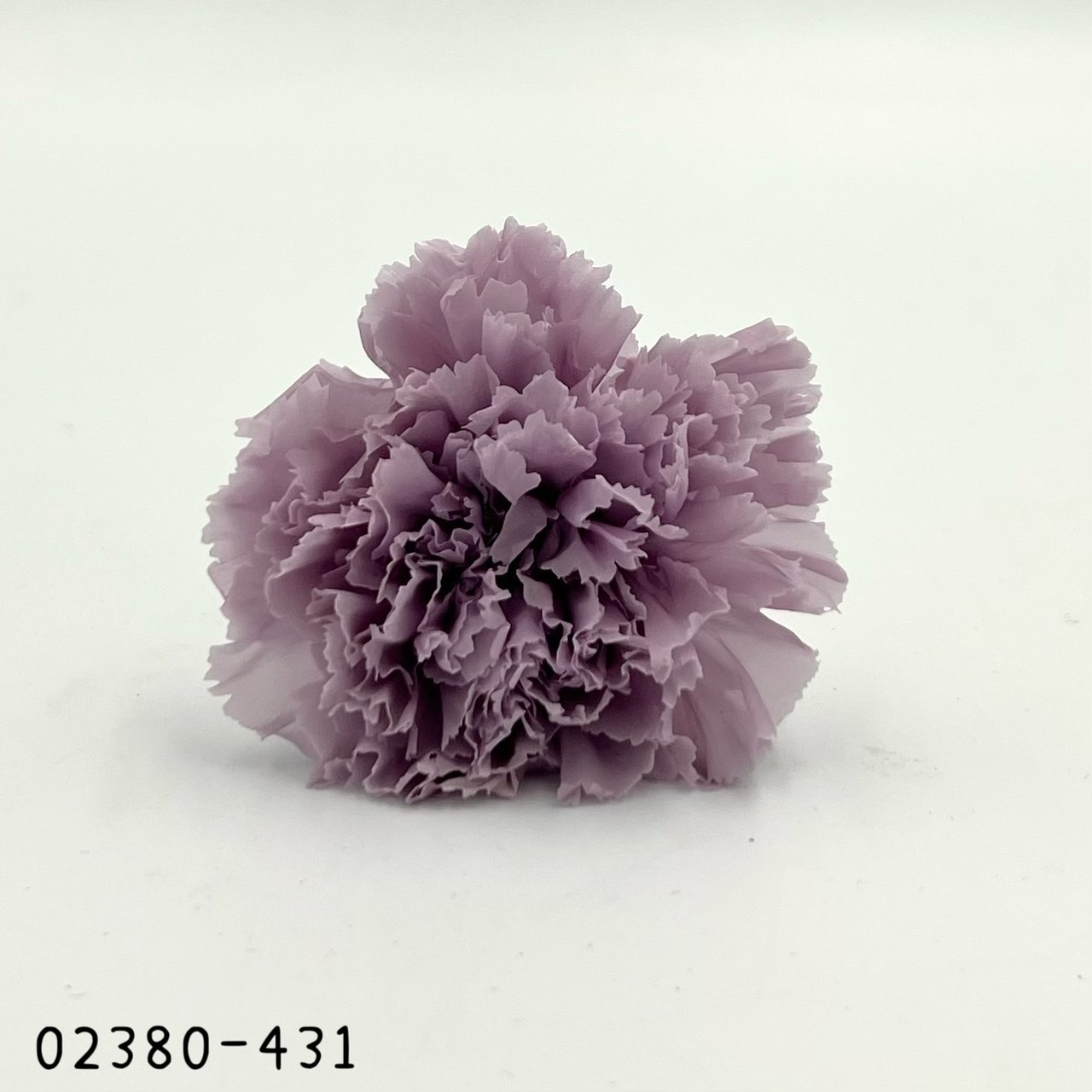 日本不凋大輪康乃馨(8朵) 02380-431