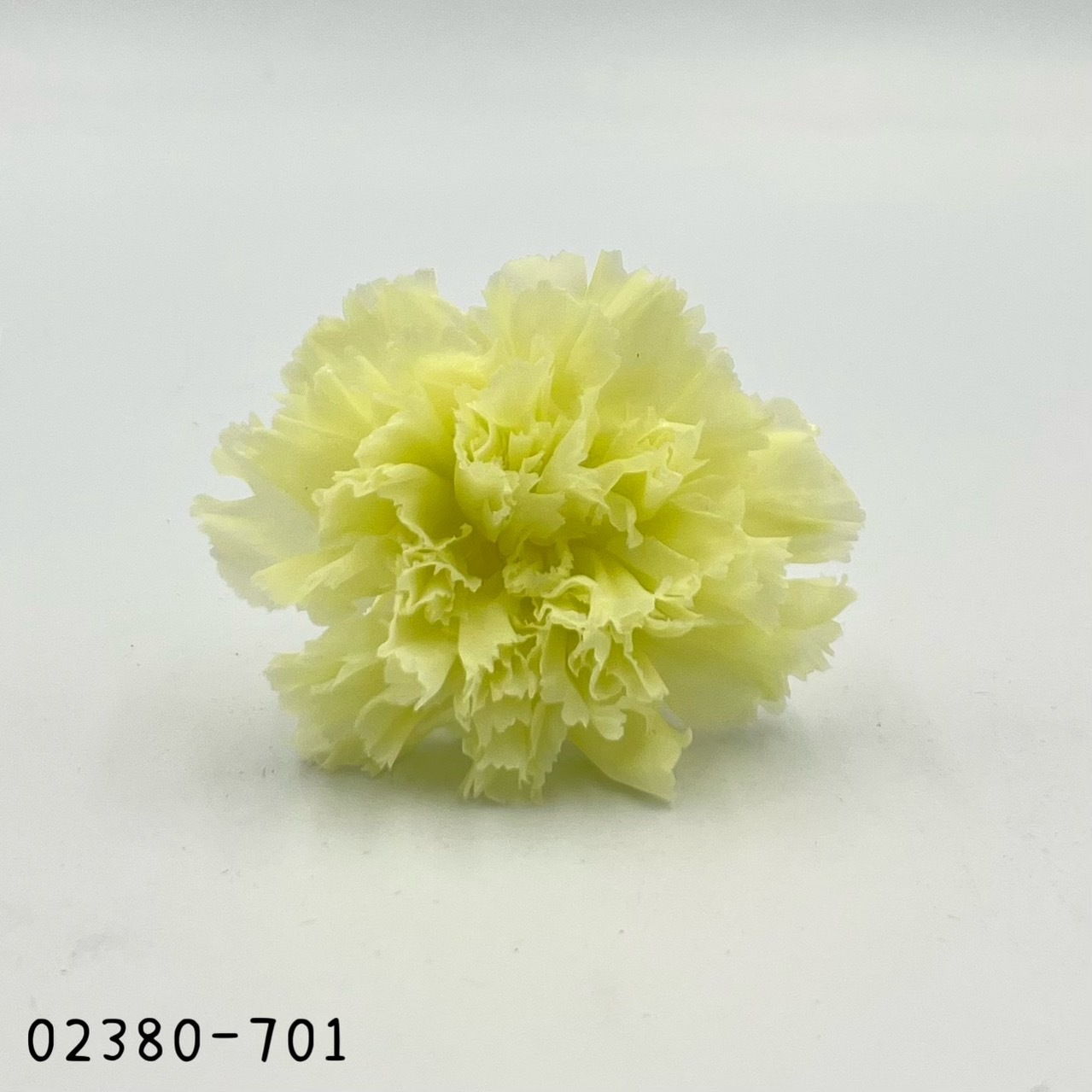 日本不凋大輪康乃馨(8朵) 02380-701