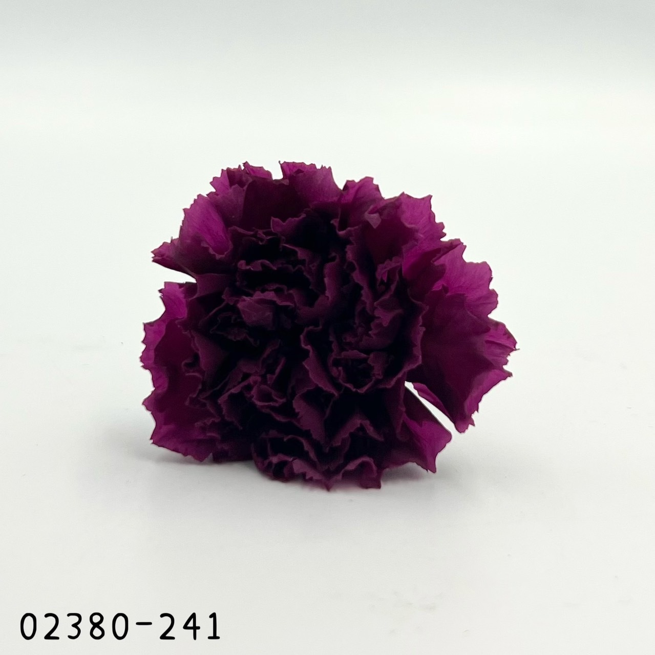 日本不凋大輪康乃馨(8朵) 02380-241