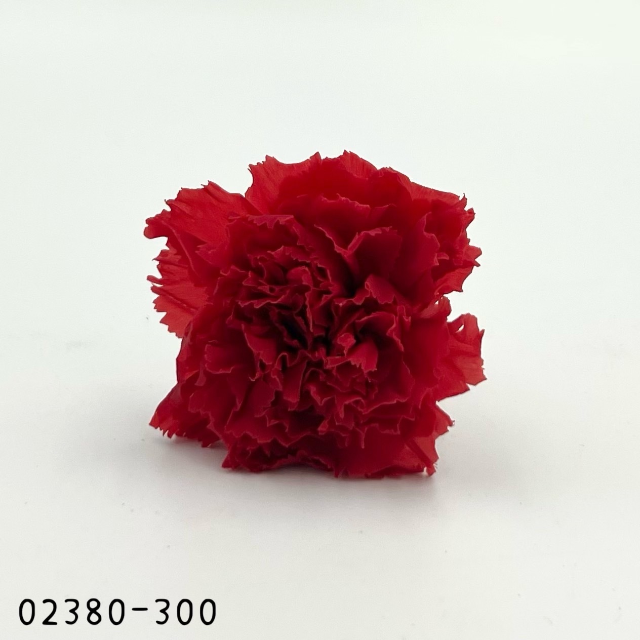 日本不凋大輪康乃馨(8朵) 02380-300