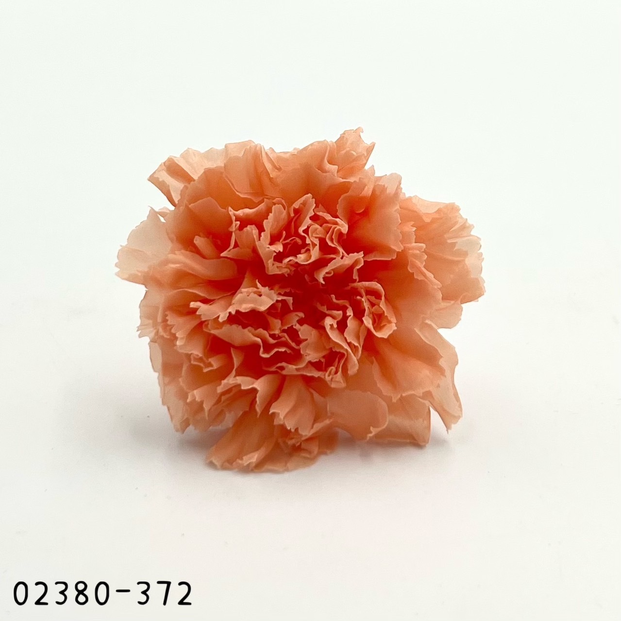 日本不凋大輪康乃馨(8朵) 02380-372