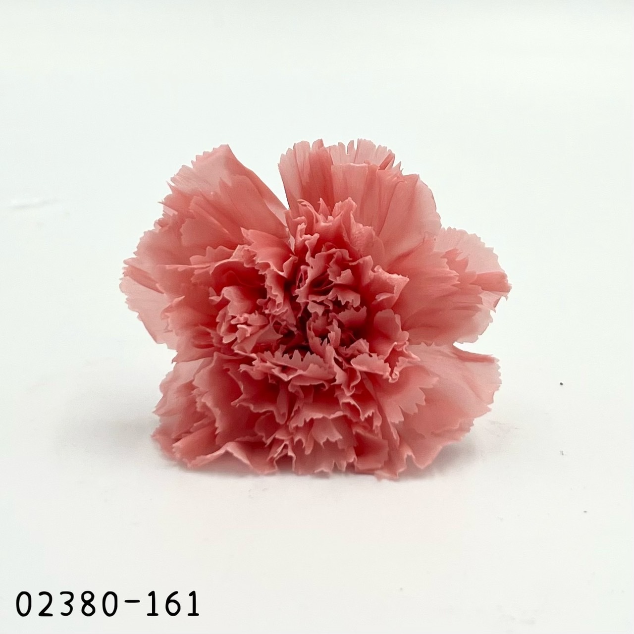 日本不凋大輪康乃馨(8朵) 02380-161