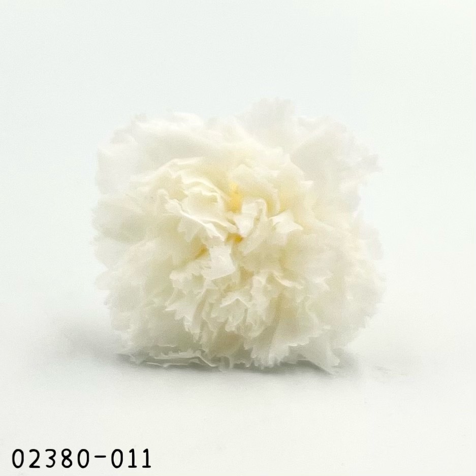 日本不凋大輪康乃馨(8朵) 02380-001