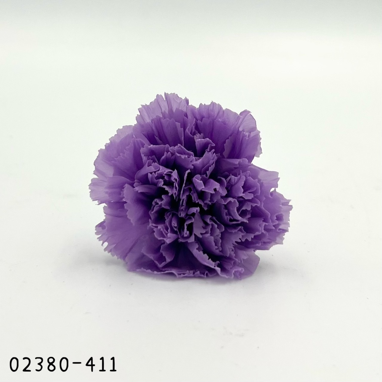 日本不凋大輪康乃馨(8朵) 02380-411