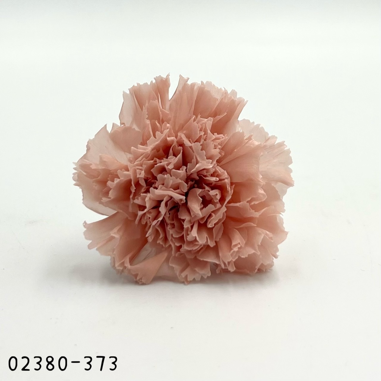 日本不凋大輪康乃馨(8朵) 02380-373