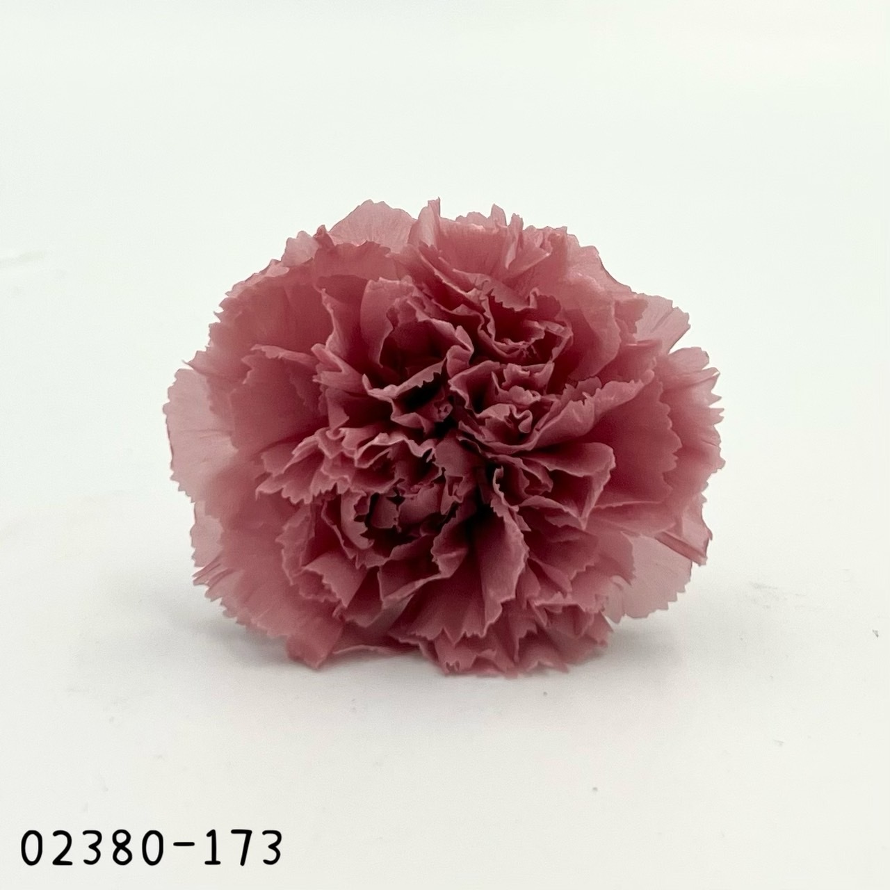 日本不凋大輪康乃馨(8朵) 02380-173