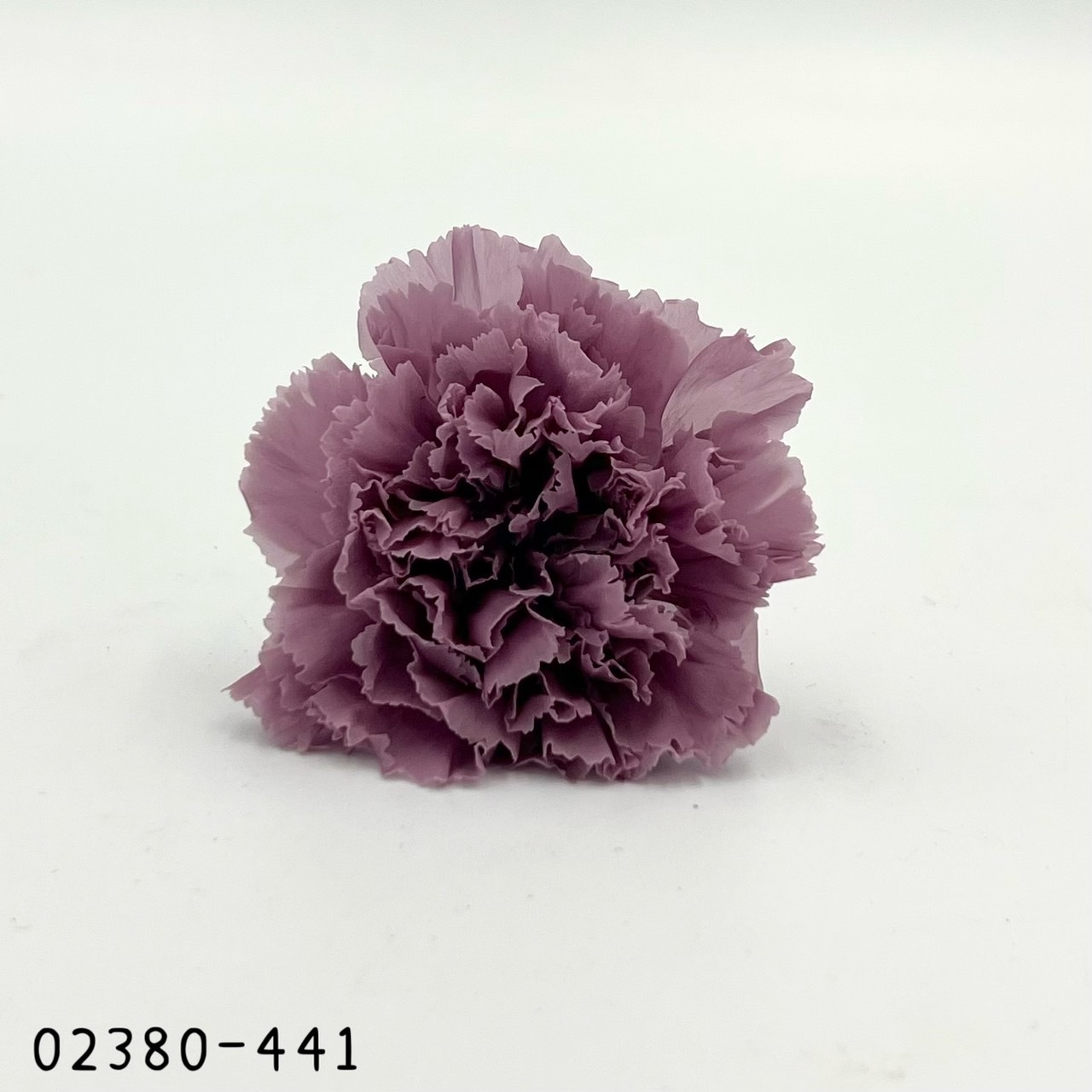 日本不凋大輪康乃馨(8朵) 02380-441