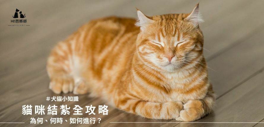 貓咪結紮全攻略：為何、何時、如何進行？