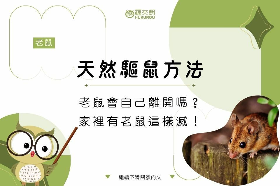 【天然驅鼠方法】老鼠會自己離開嗎？家裡有老鼠這樣滅！