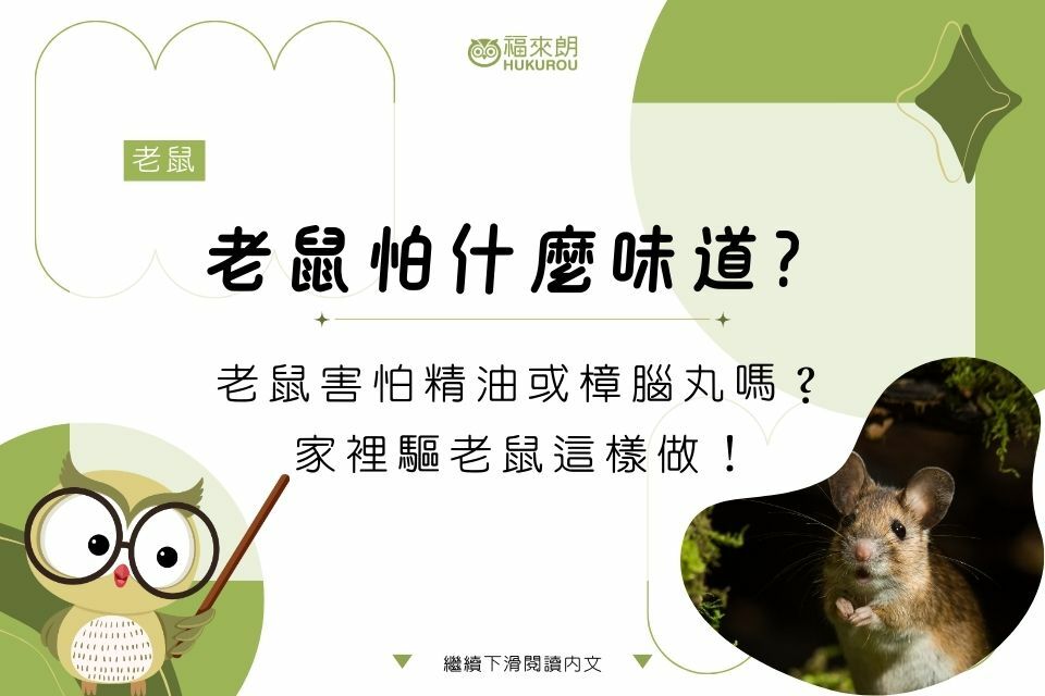 老鼠怕什麼味道？老鼠害怕精油或樟腦丸嗎？家裡驅老鼠這樣做！