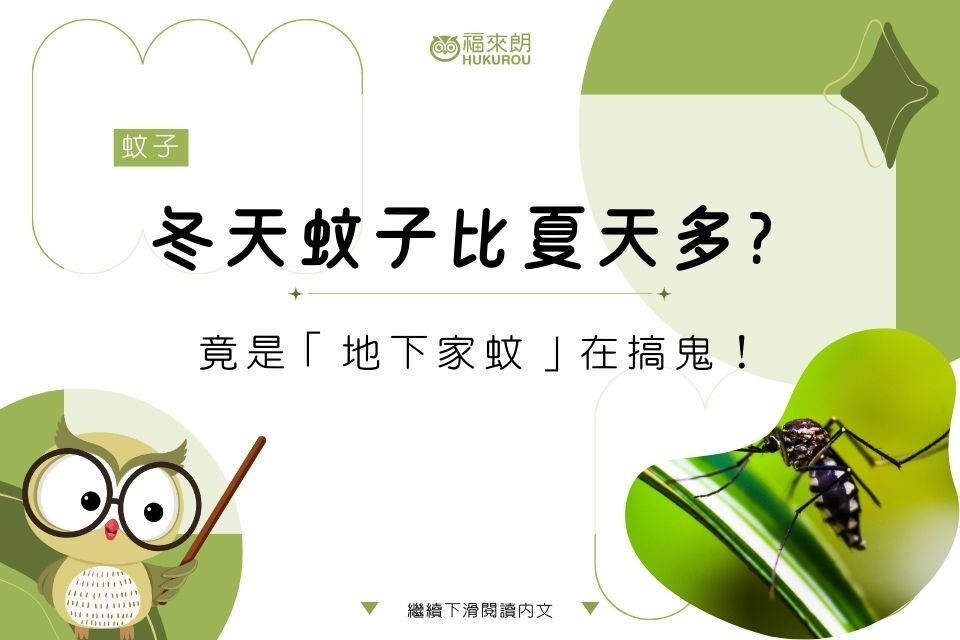 冬天蚊子多竟是「地下家蚊」在搞鬼？冬天蚊子比夏天多，家蚊防治這樣做！