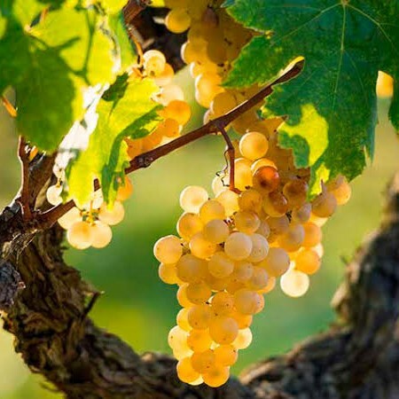 沙雷洛, Xarel·lo, 西班牙白酒, 卡瓦氣泡酒, 佩內德斯, 芳香白酒, 葡萄酒風味, 葡萄酒歷史, 全球葡萄酒, 葡萄酒愛好者, 礦物質風味, 白酒搭配, 沙雷洛起源