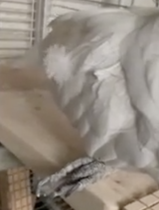 鸚鵡阿福的髖關節異常