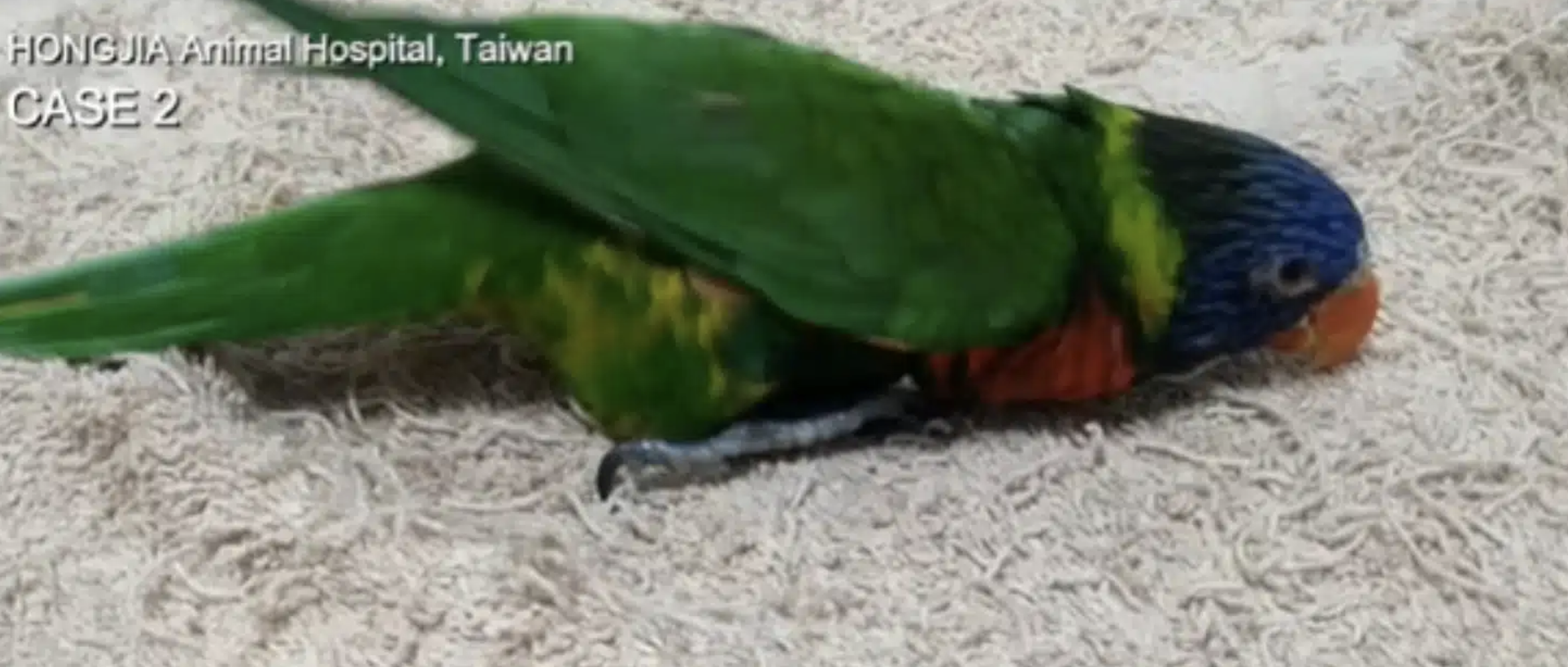 鸚鵡小英的骨關節炎
