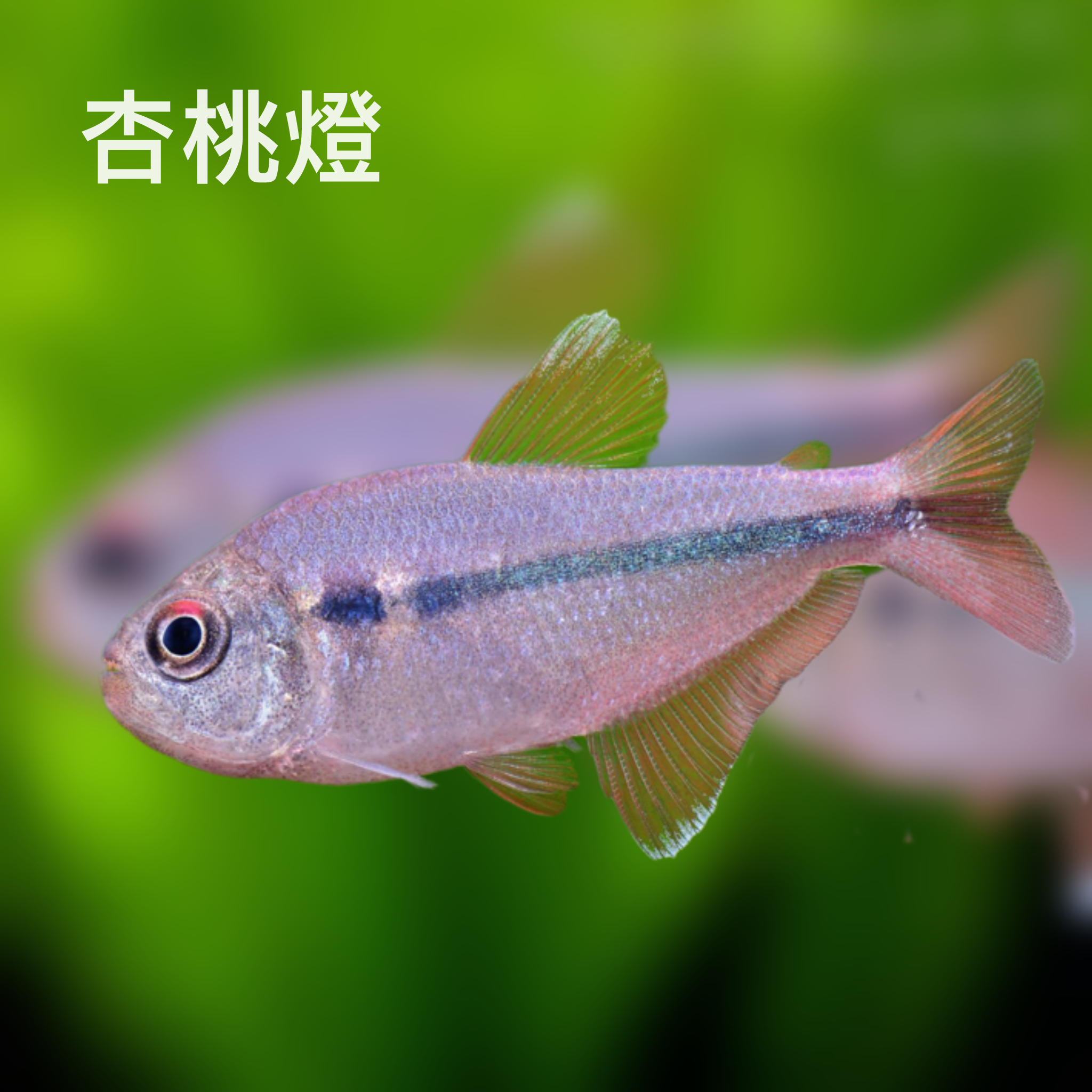 杏桃燈｜Apricot Tetra