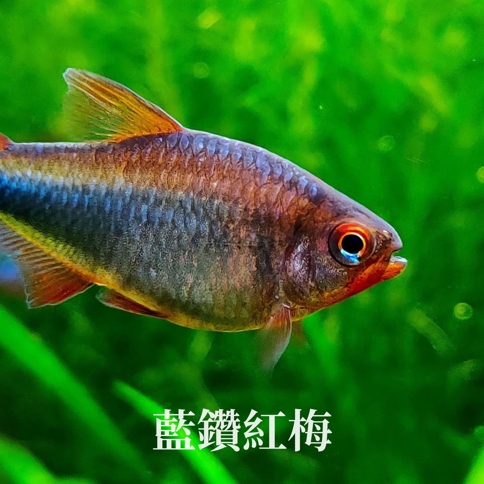 句集 紅藍 藍鑽紅莓燈｜Hyphessobrycon wadai