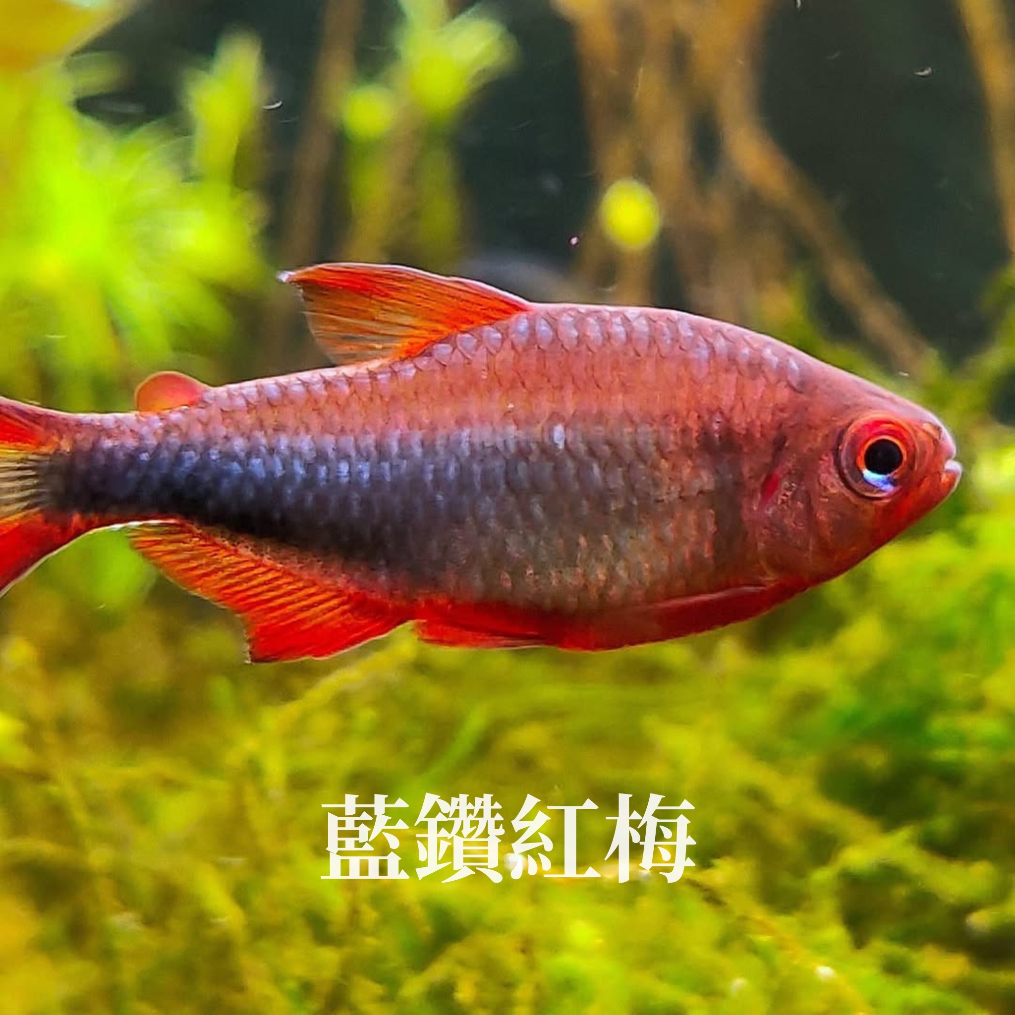 哀蘭 E508 BWD Ignition Coil — Partsource