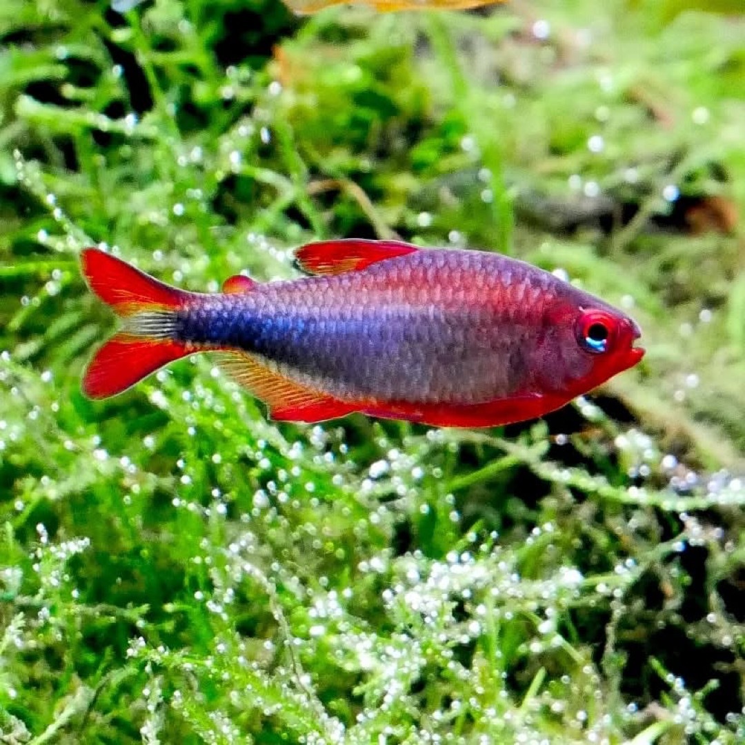 句集 紅藍 藍鑽紅莓燈｜Hyphessobrycon wadai