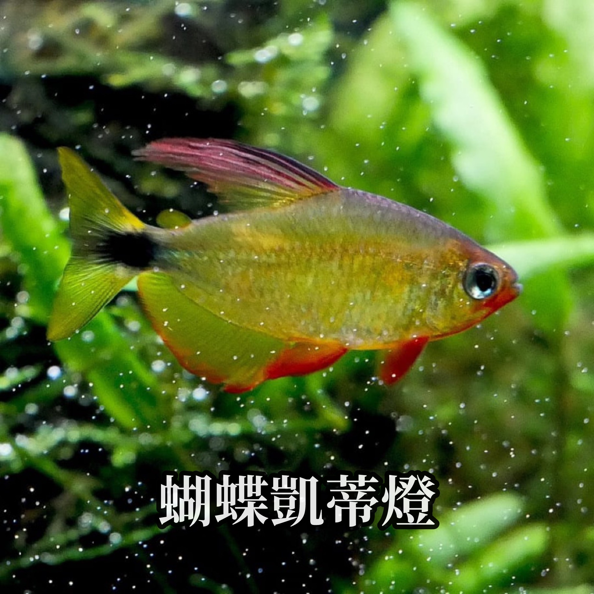 蝴蝶凱蒂燈 ｜Hyphessobrycon procyon