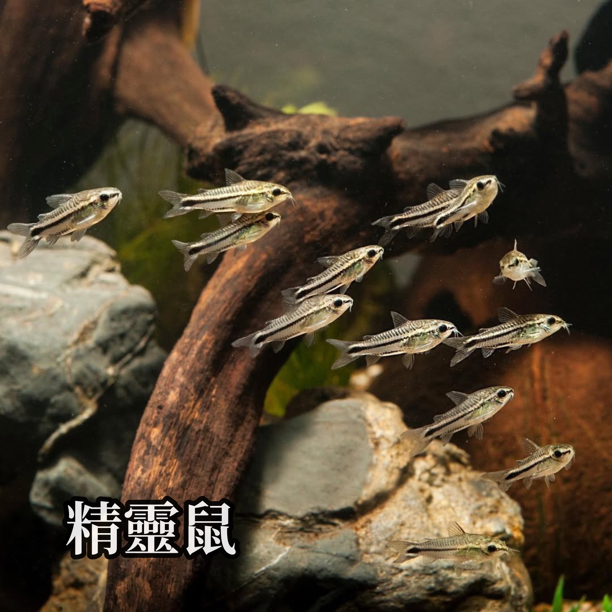 精靈鼠｜Pygmy Corydoras