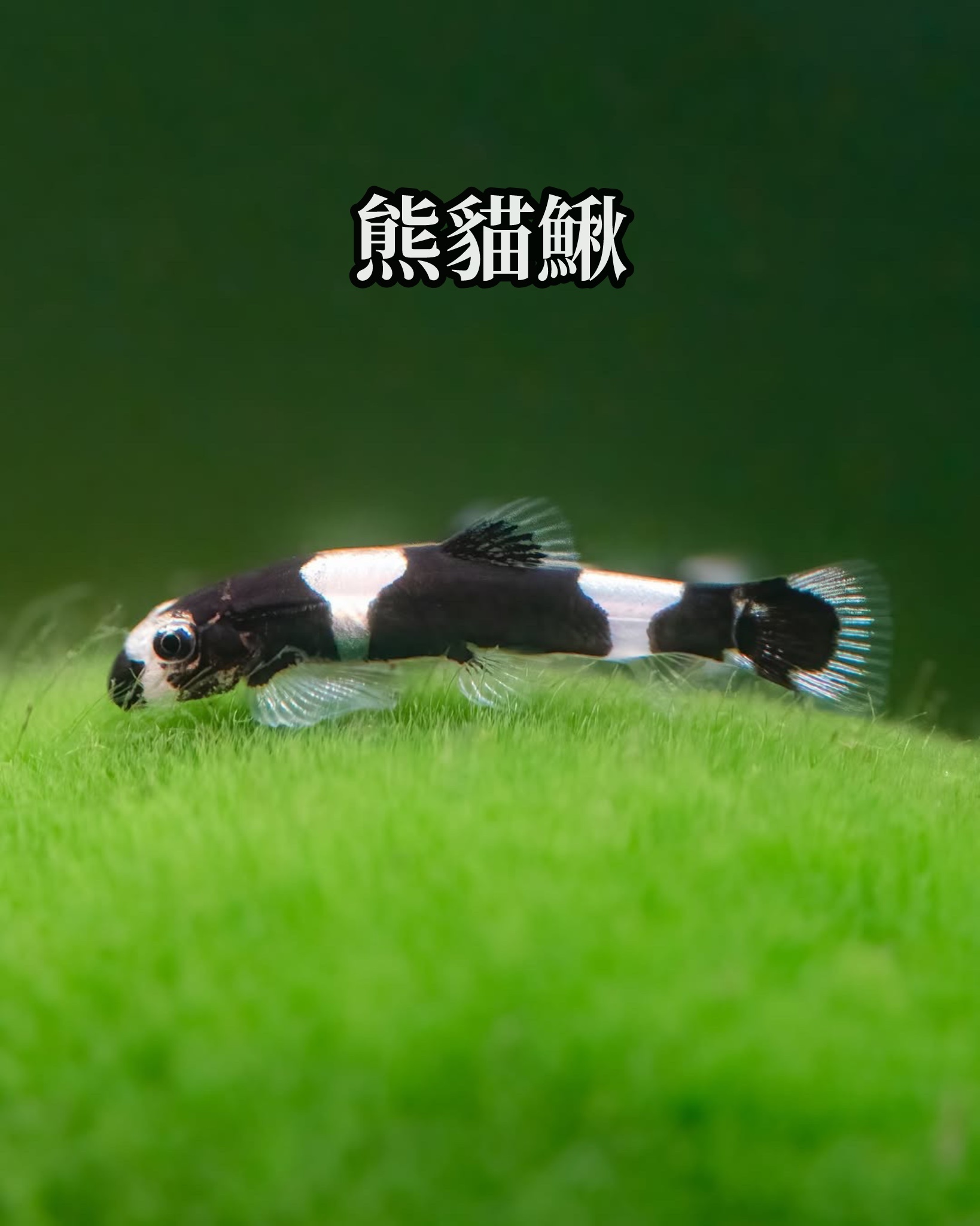 黑白熊貓鰍｜Panda loach