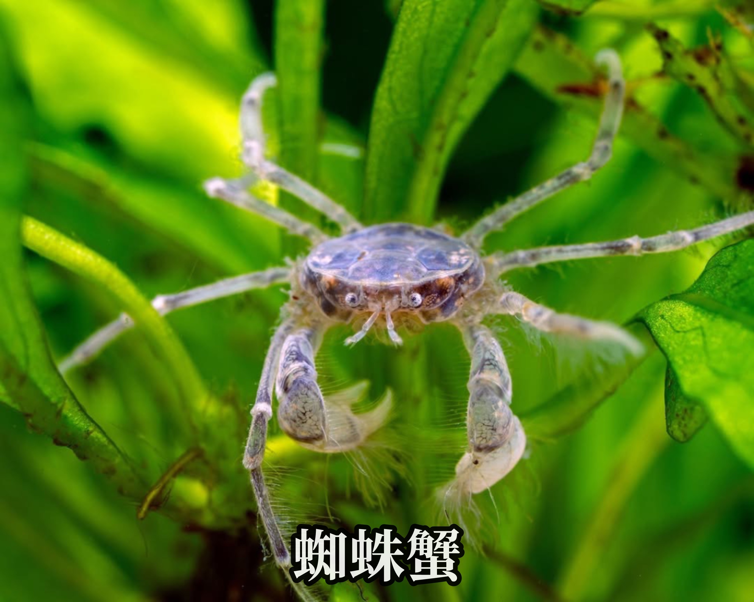 迷你蜘蛛蟹|False Spider Crab
