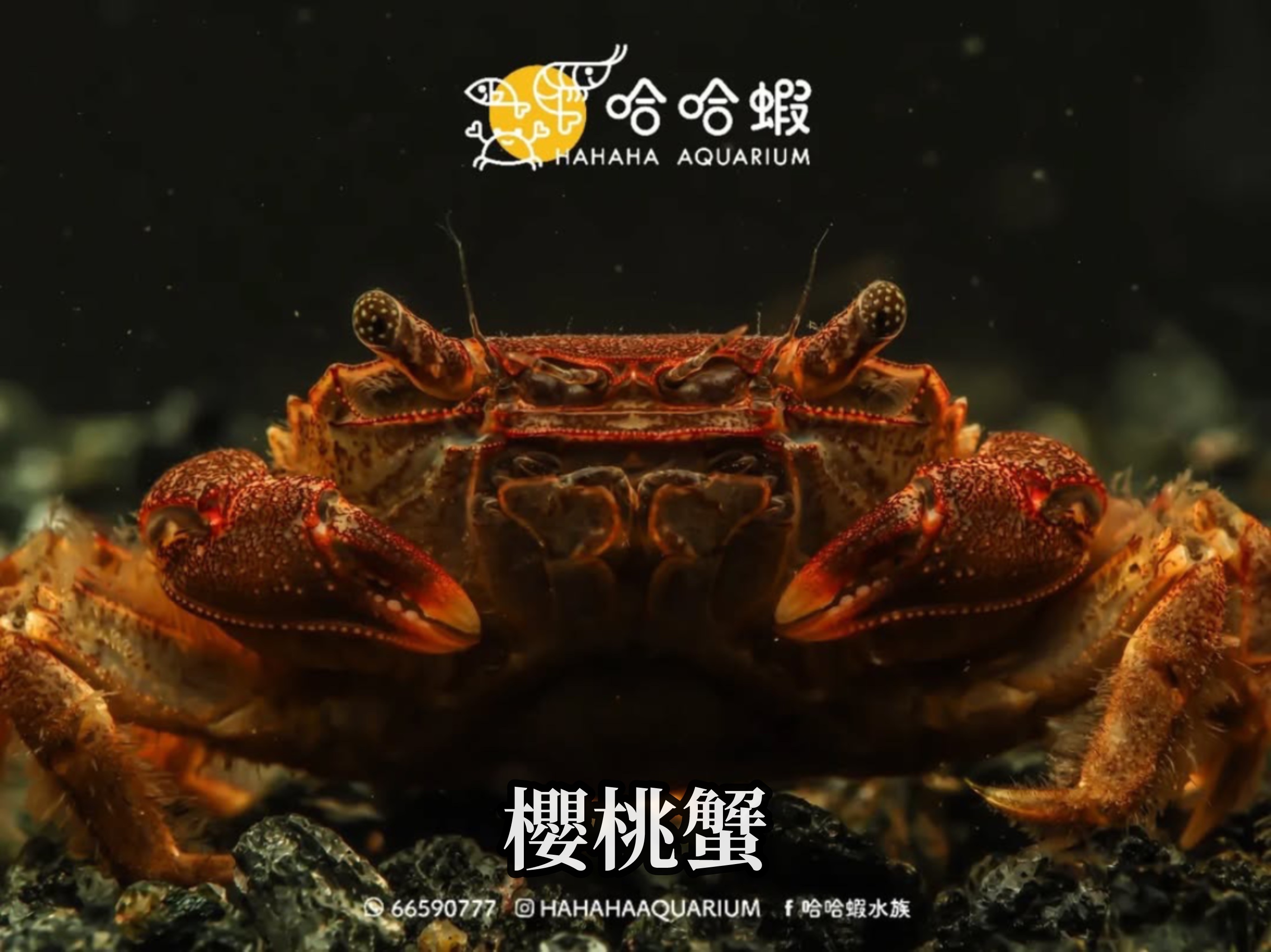 櫻桃蟹|Cherry Crab