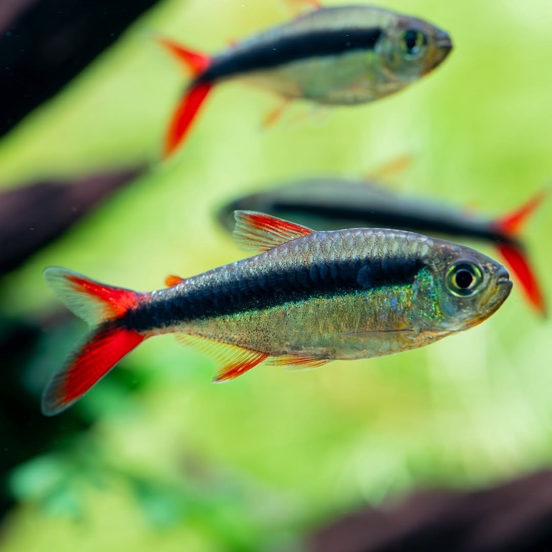 赤焰綠翡翠燈｜Red Fin Penguin Tetra