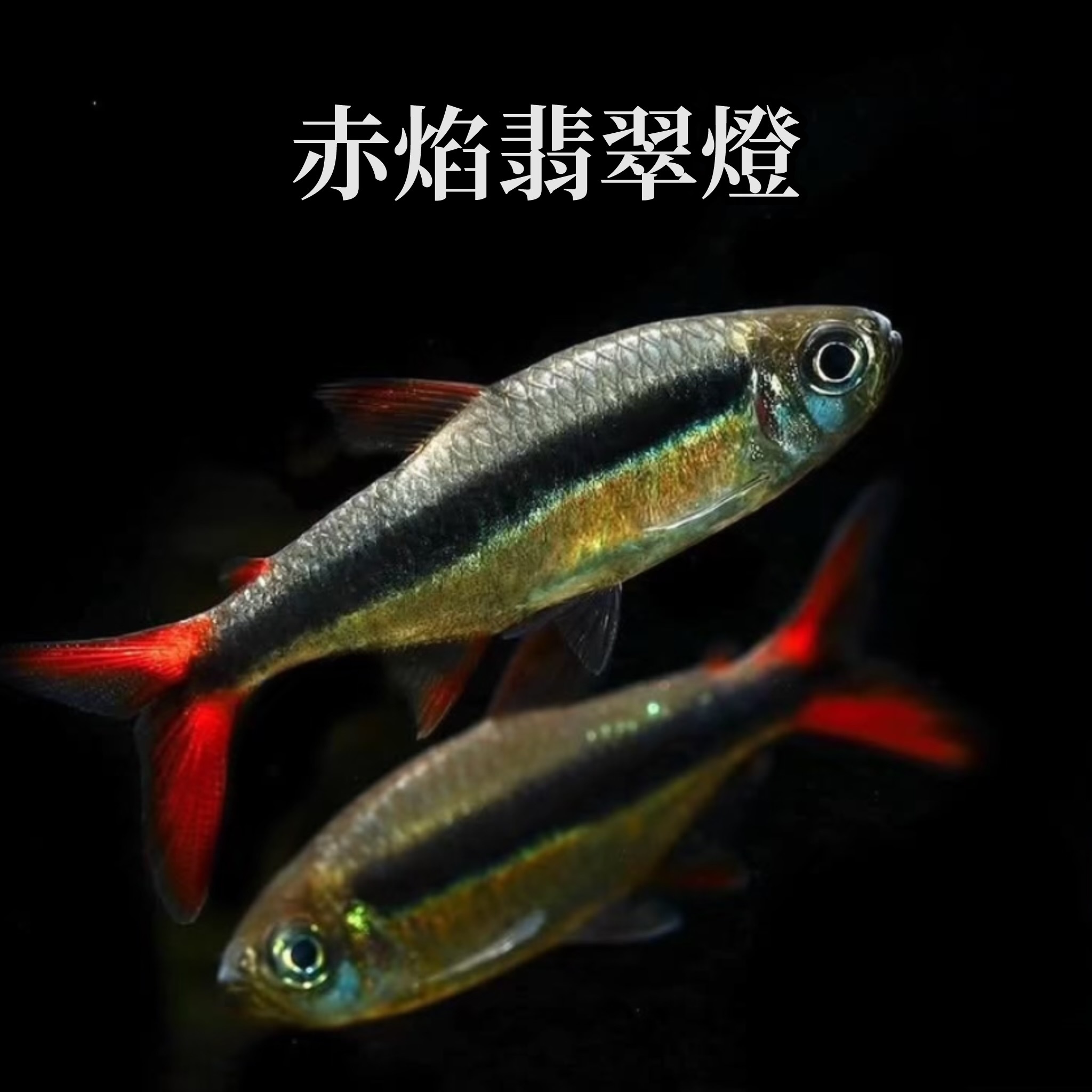 赤焰綠翡翠燈｜Red Fin Penguin Tetra