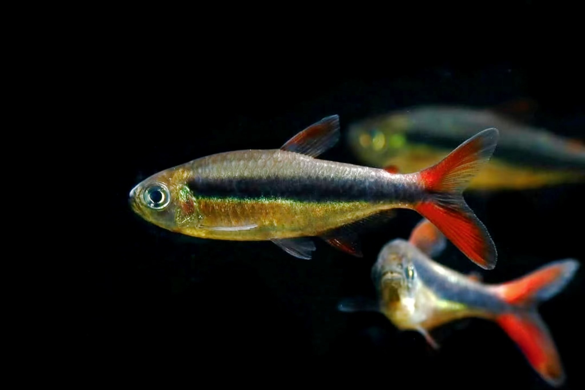 赤焰綠翡翠燈｜Red Fin Penguin Tetra