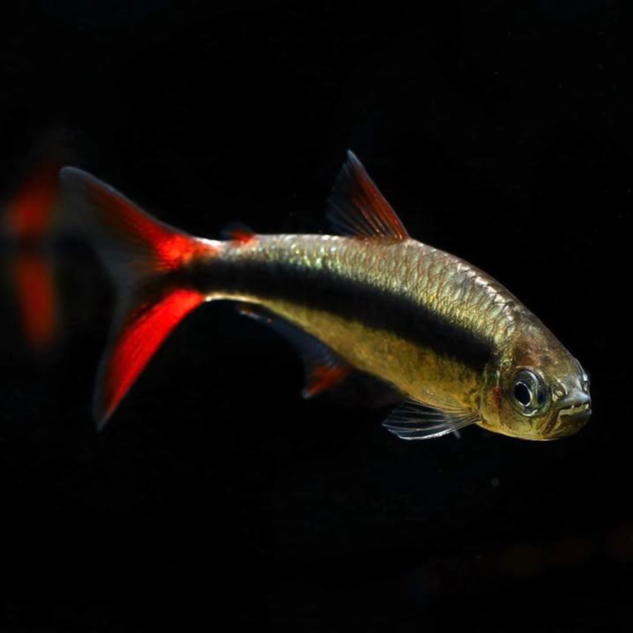 赤焰綠翡翠燈｜Red Fin Penguin Tetra