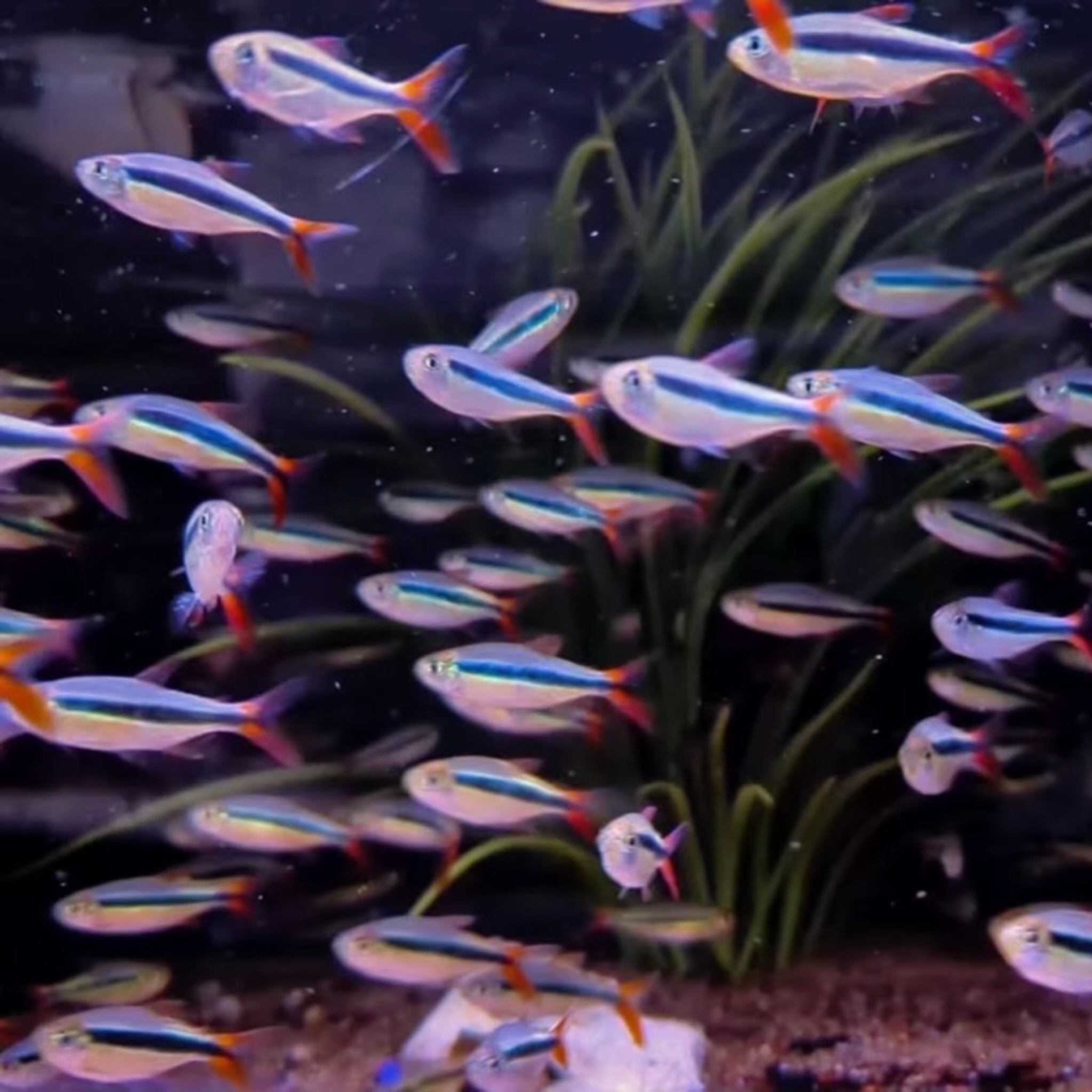 赤焰綠翡翠燈｜Red Fin Penguin Tetra