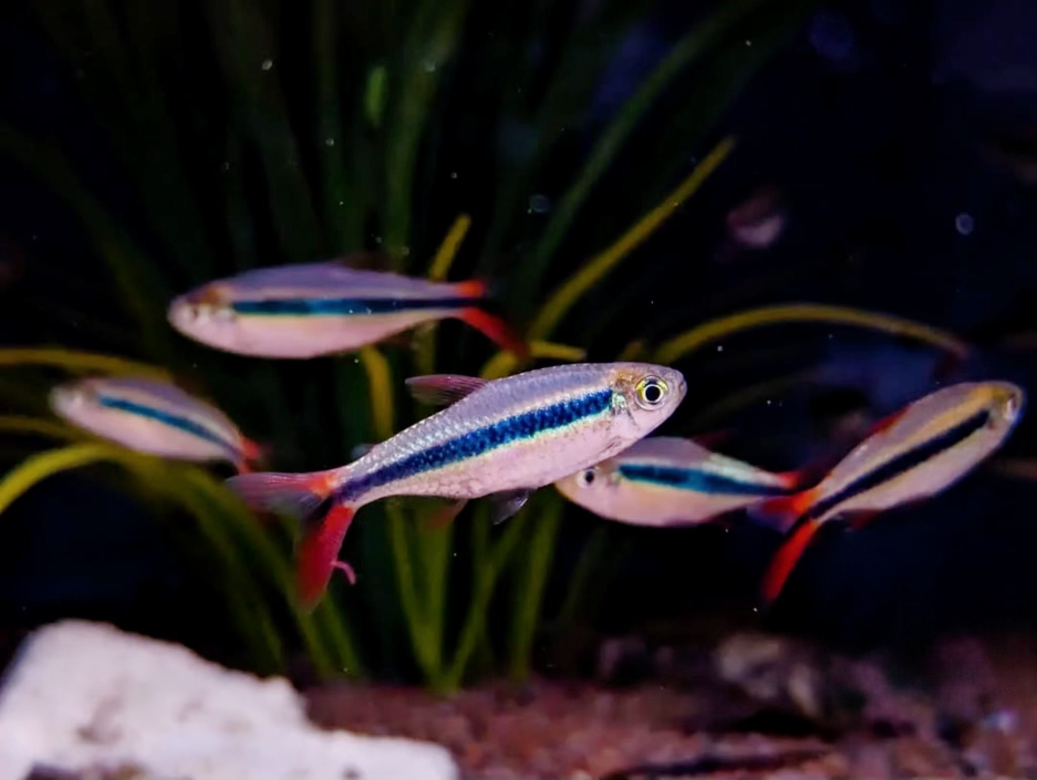 ⭕️希少色の赤混じり幸運呼び込む*紅赤入り　糸魚川翡翠ジェダイト勾玉　機械鑑別書付 海での転石拾い（弥生の弐）