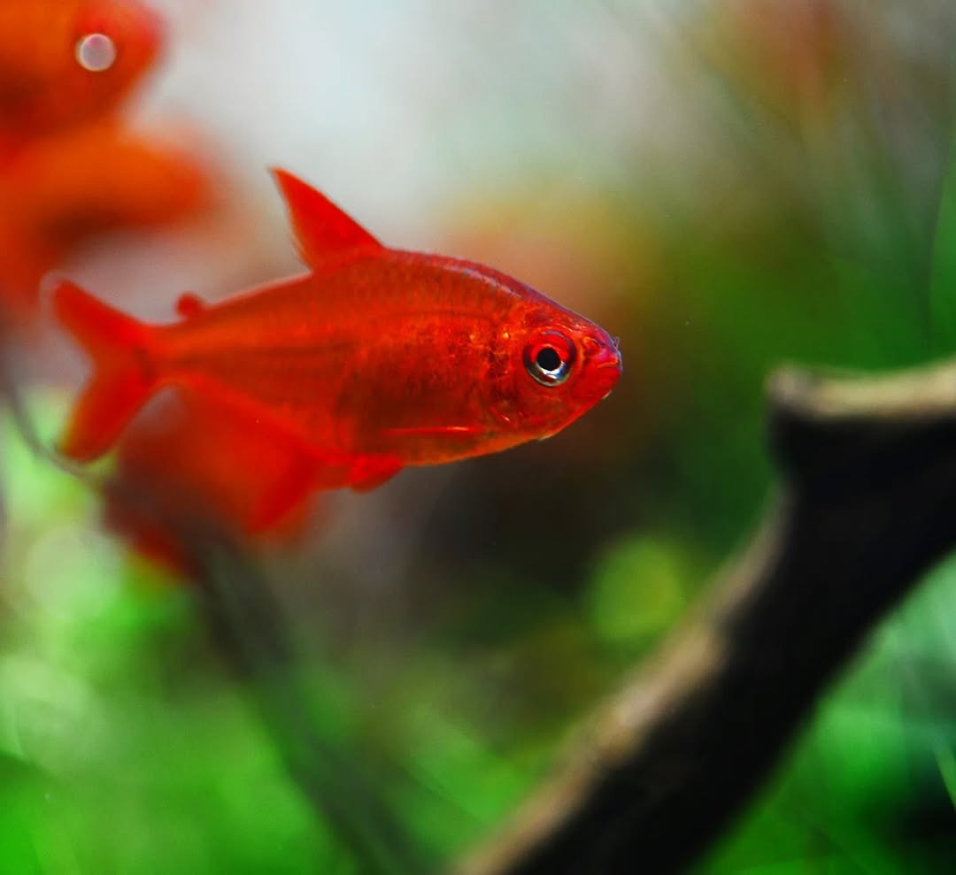 甜芯檸檬燈｜Red Muzel Tetra