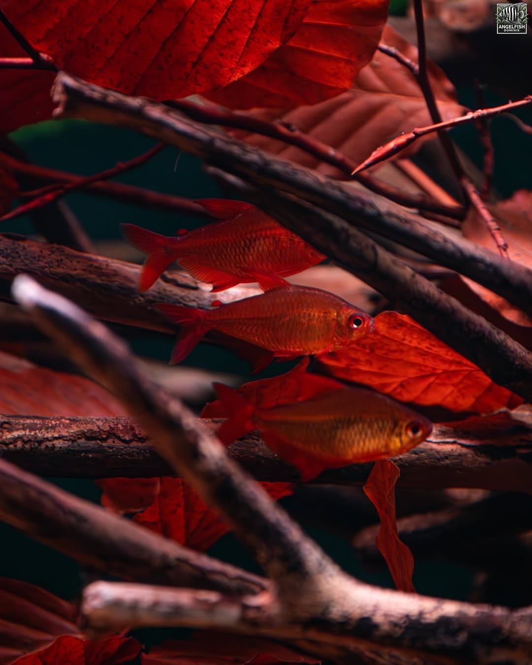 甜芯檸檬燈｜Red Muzel Tetra