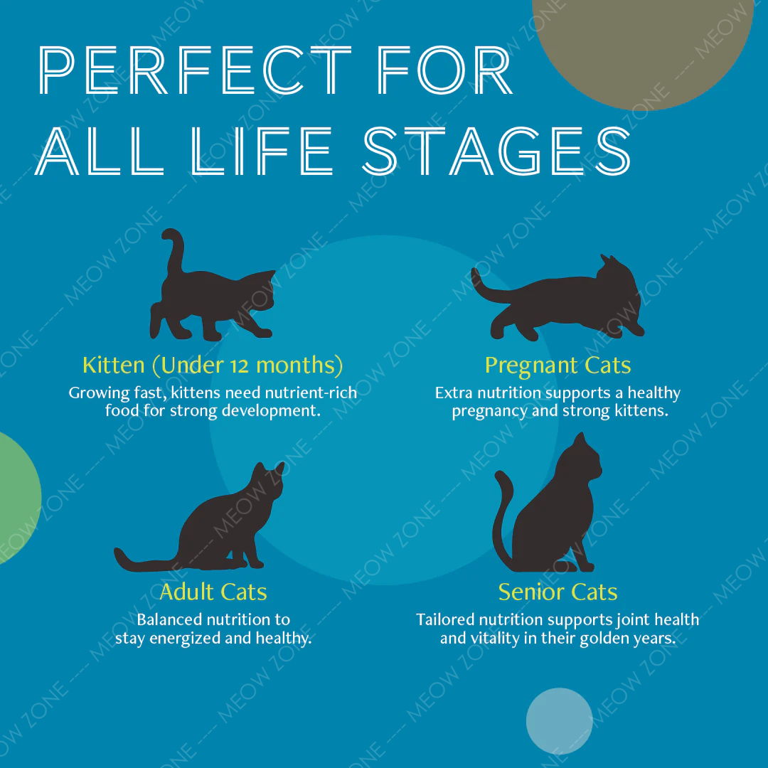 Daily Delight PURE Lysine 肉絲主食罐 80g l 貓星人基地 MeowZone