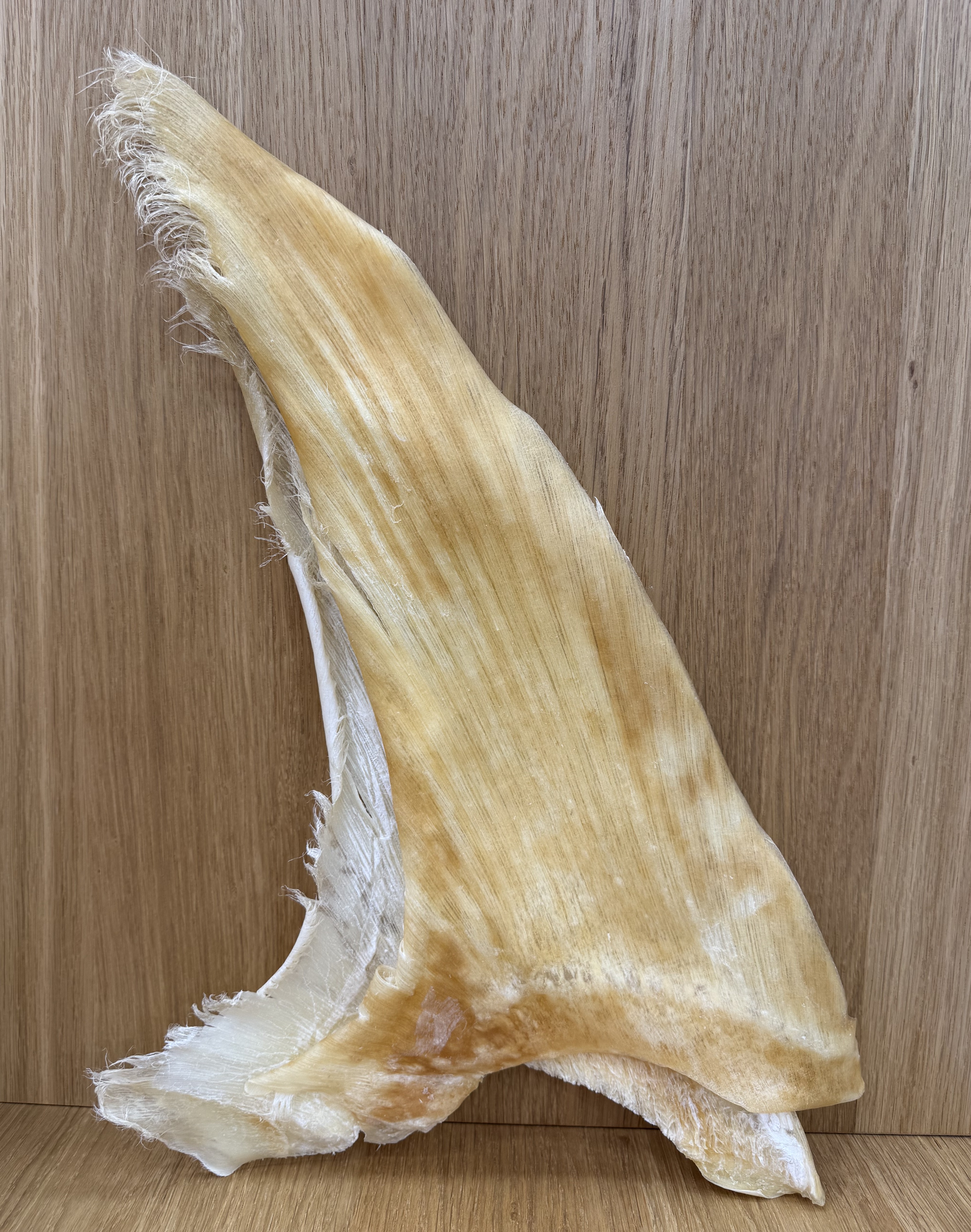 20～23寸粗針海虎翅                  每斤$3680元