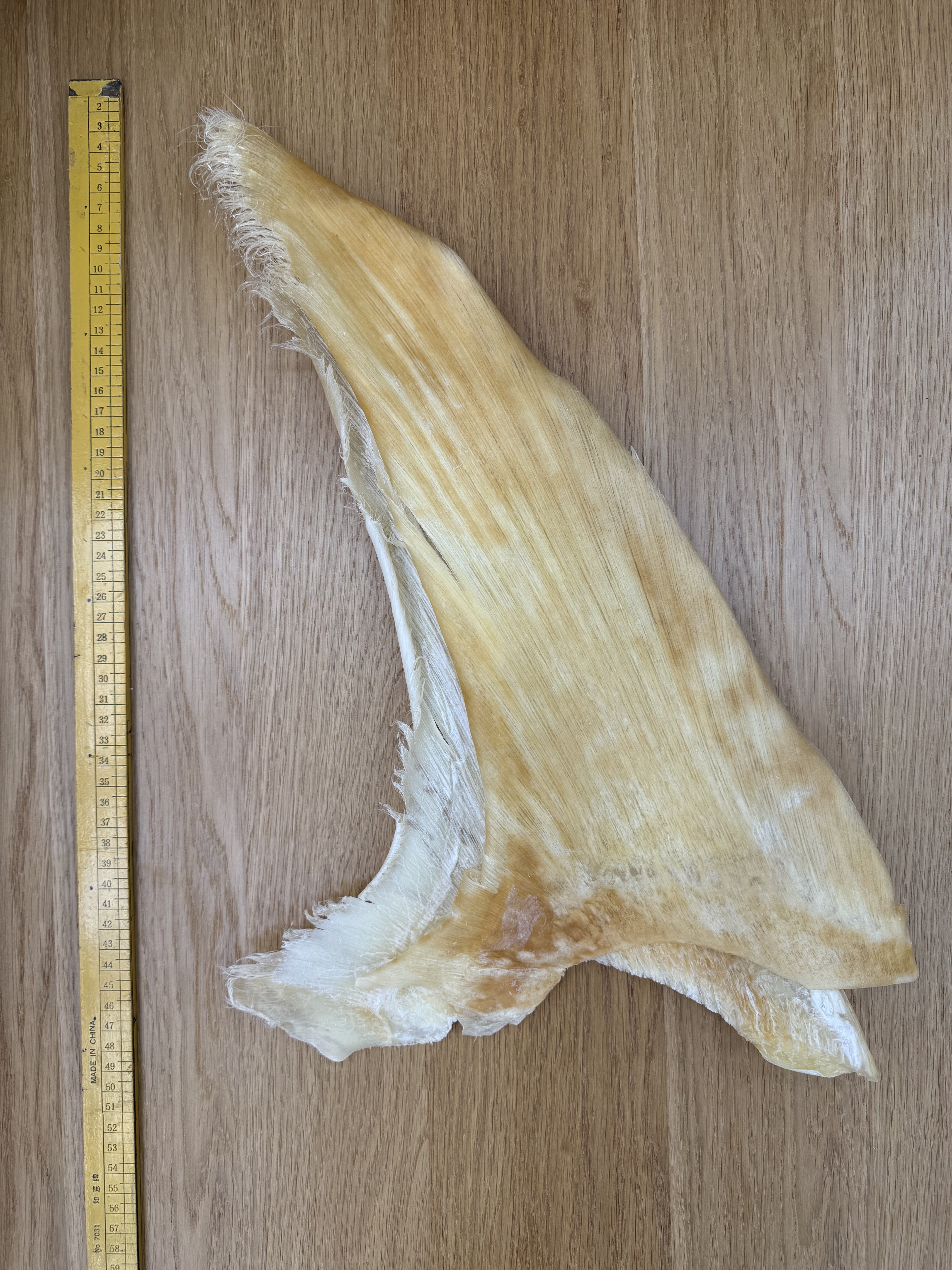 20～23寸粗針海虎翅                  每斤$3680元