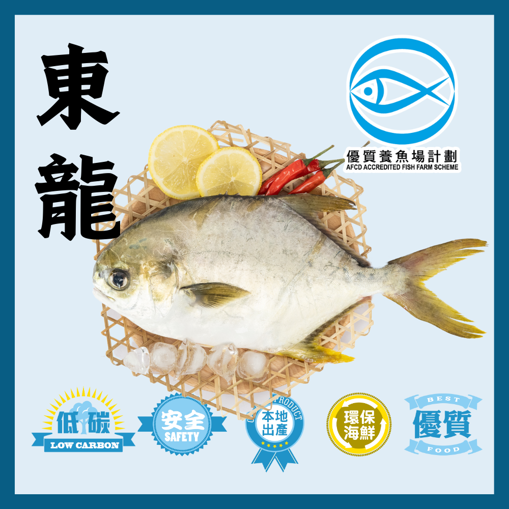 本地優質東龍黃立鯧 1條 500g (包)