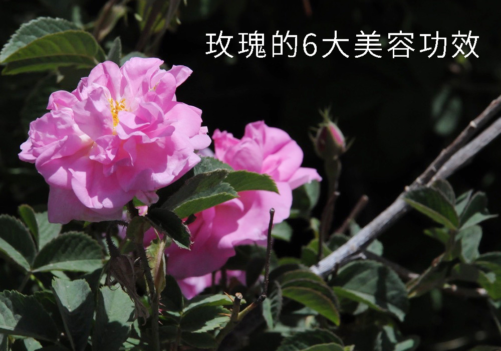 玫瑰的6大美容功效