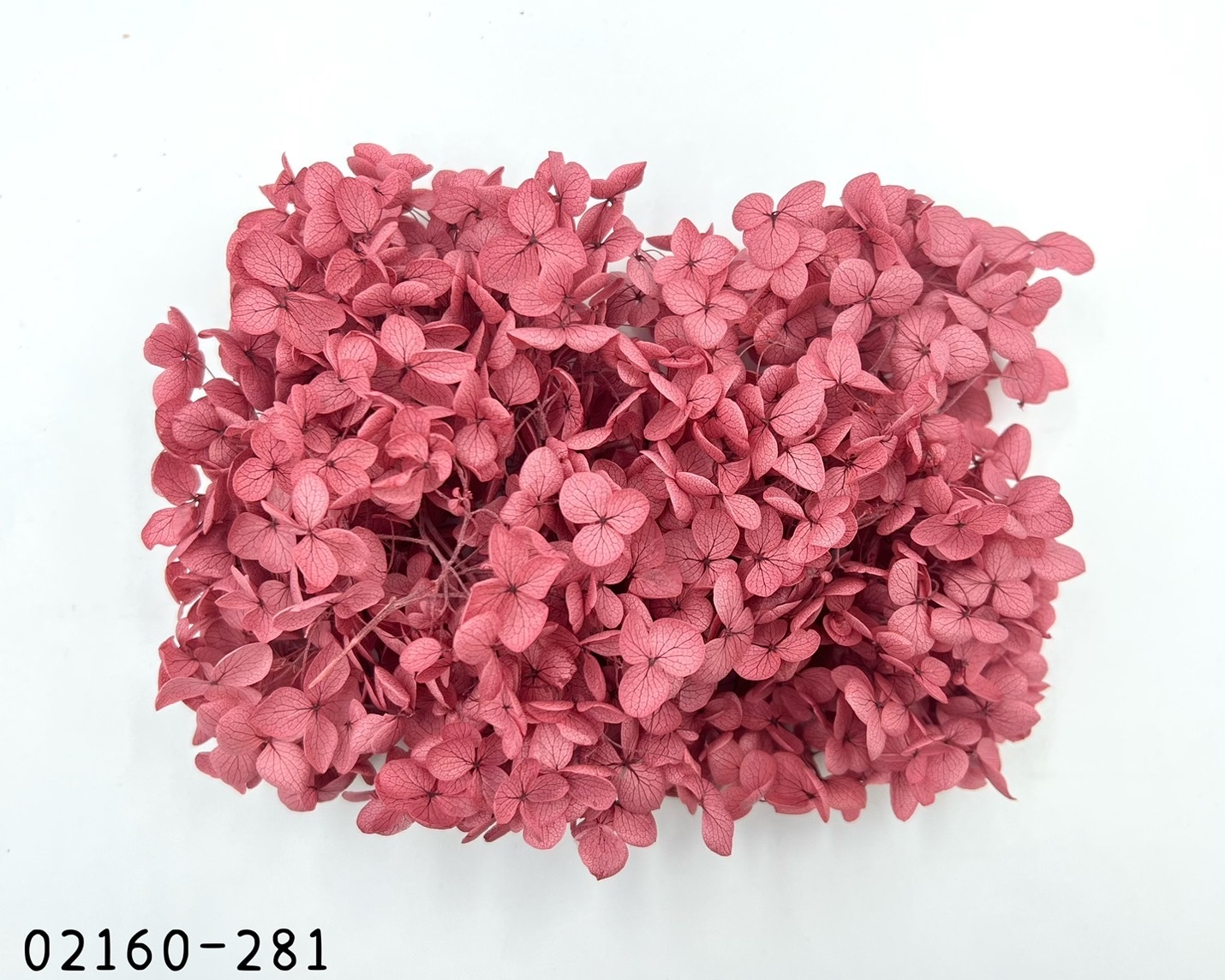 日本不凋安娜繡球 02160-281