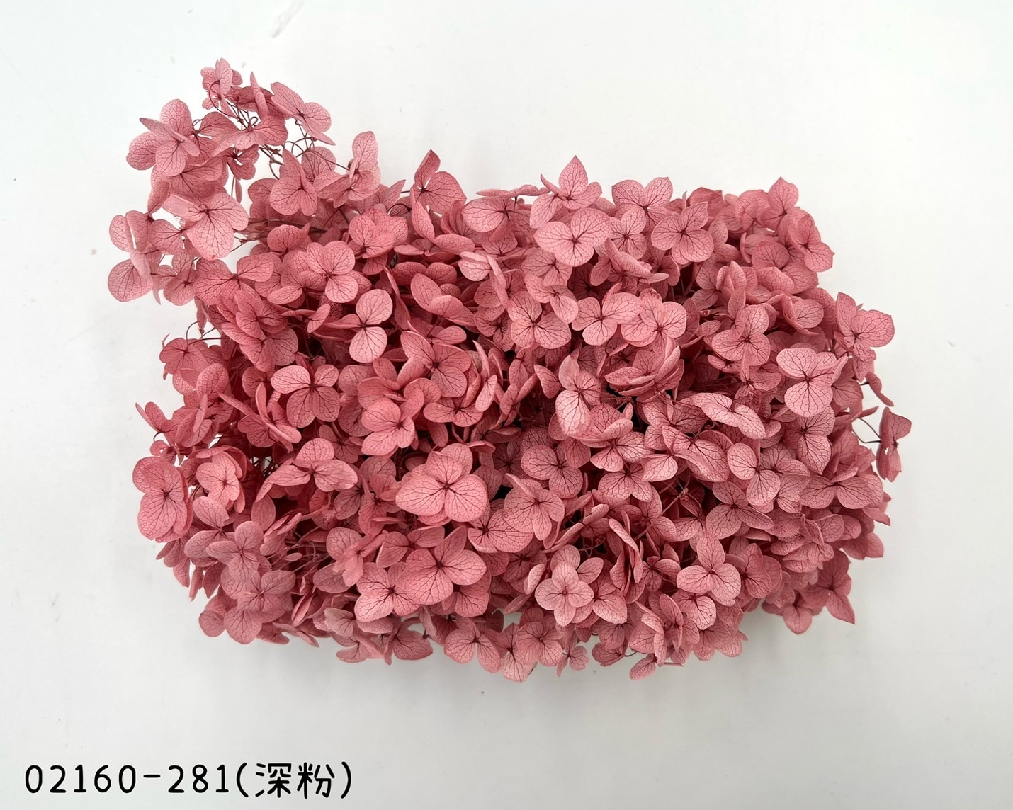 日本不凋安娜繡球 02160-281(深粉)