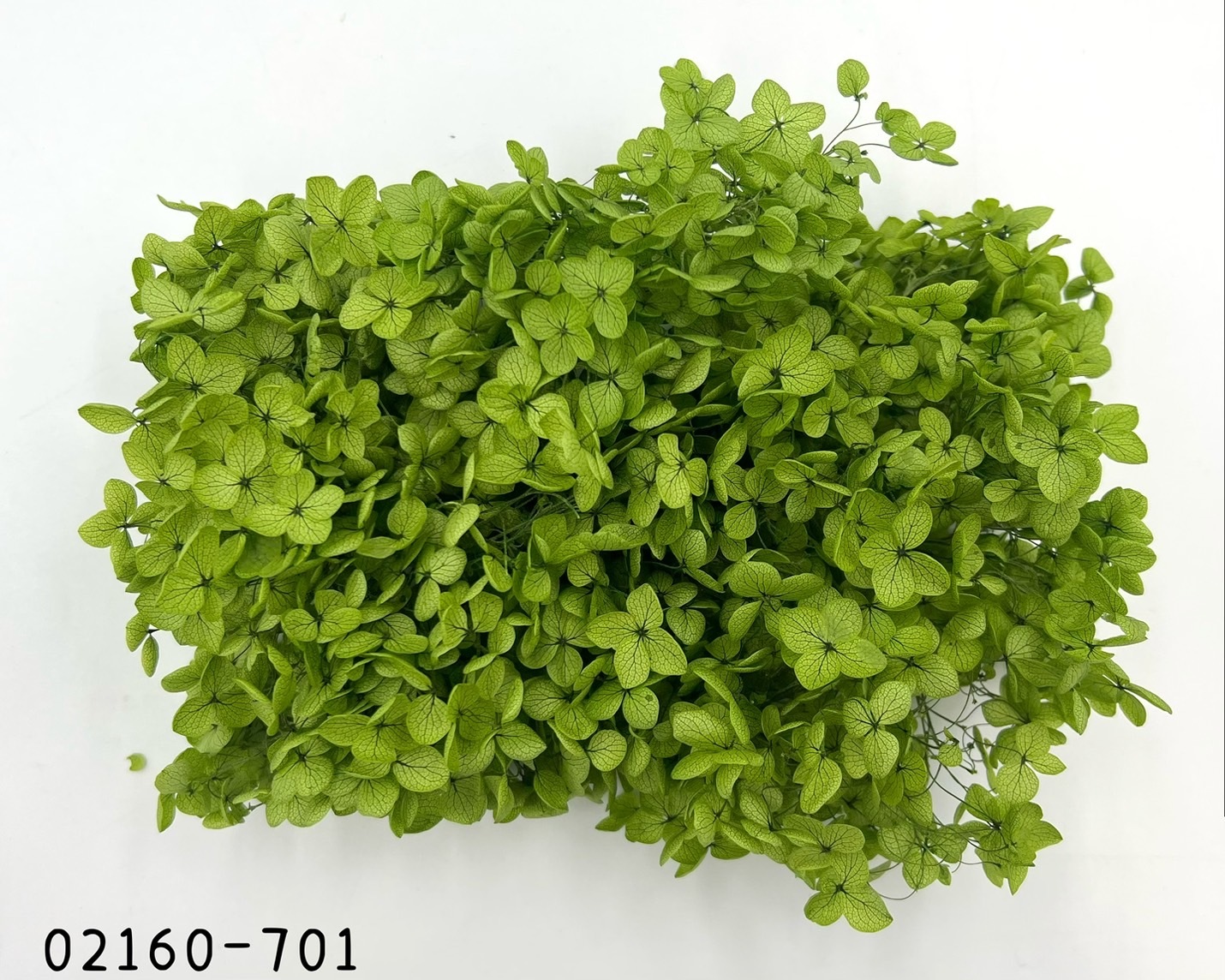 日本不凋安娜繡球 02160-701