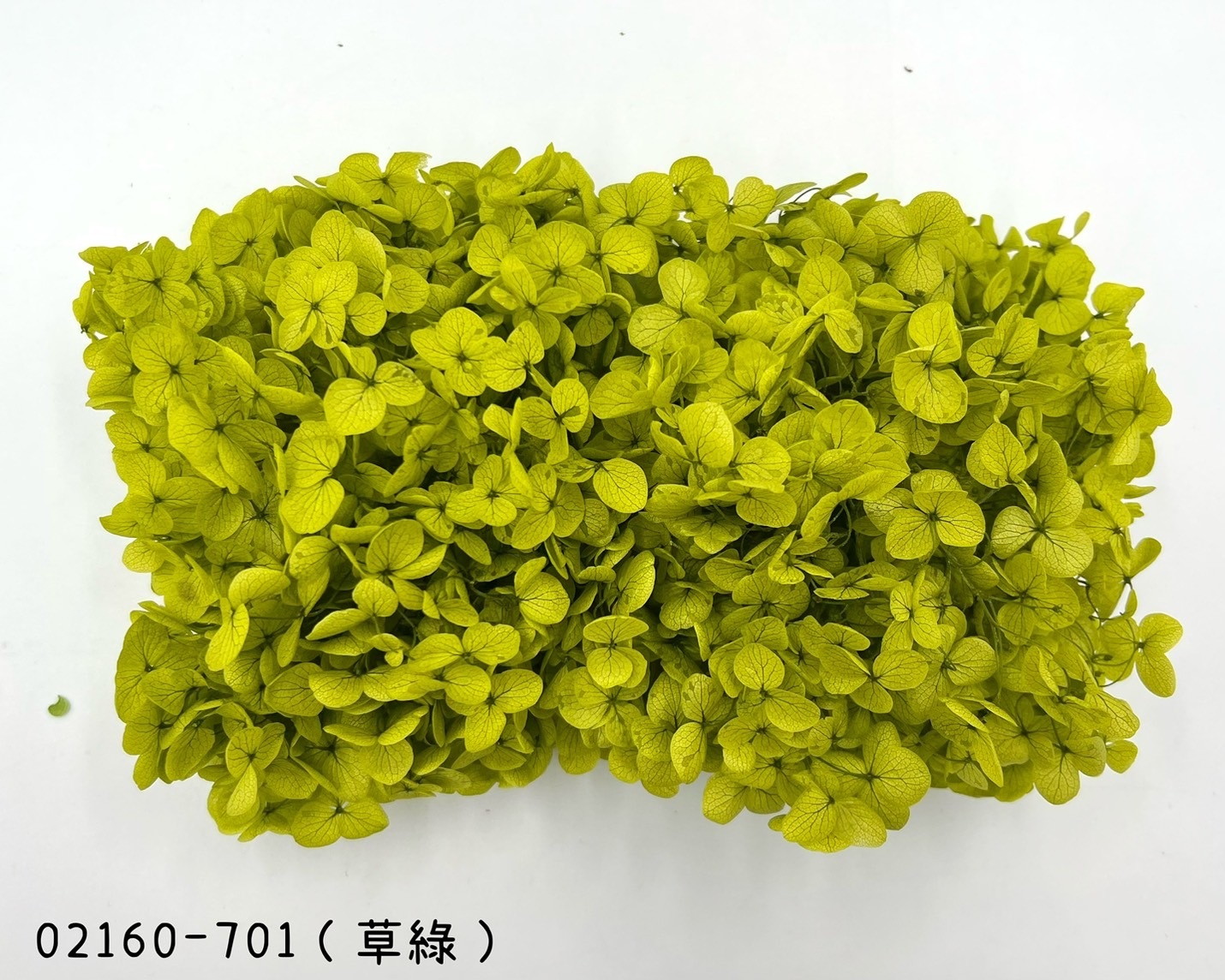 日本不凋安娜繡球 02160-701(草綠)