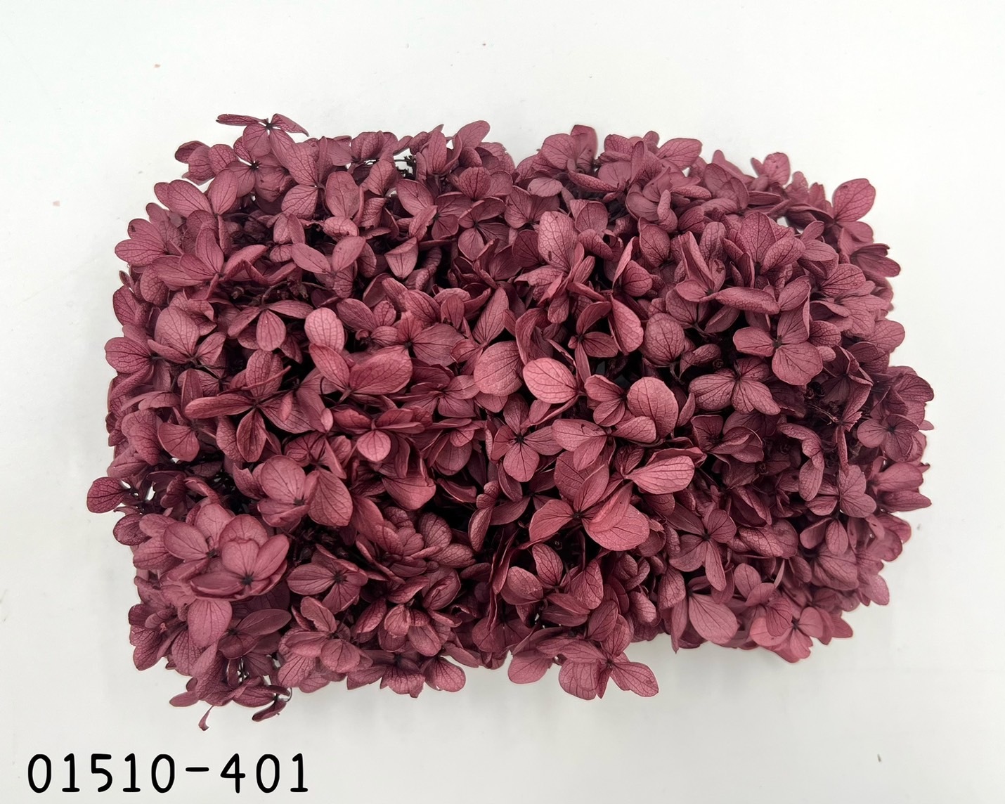 日本不凋中葉繡球 01510-401