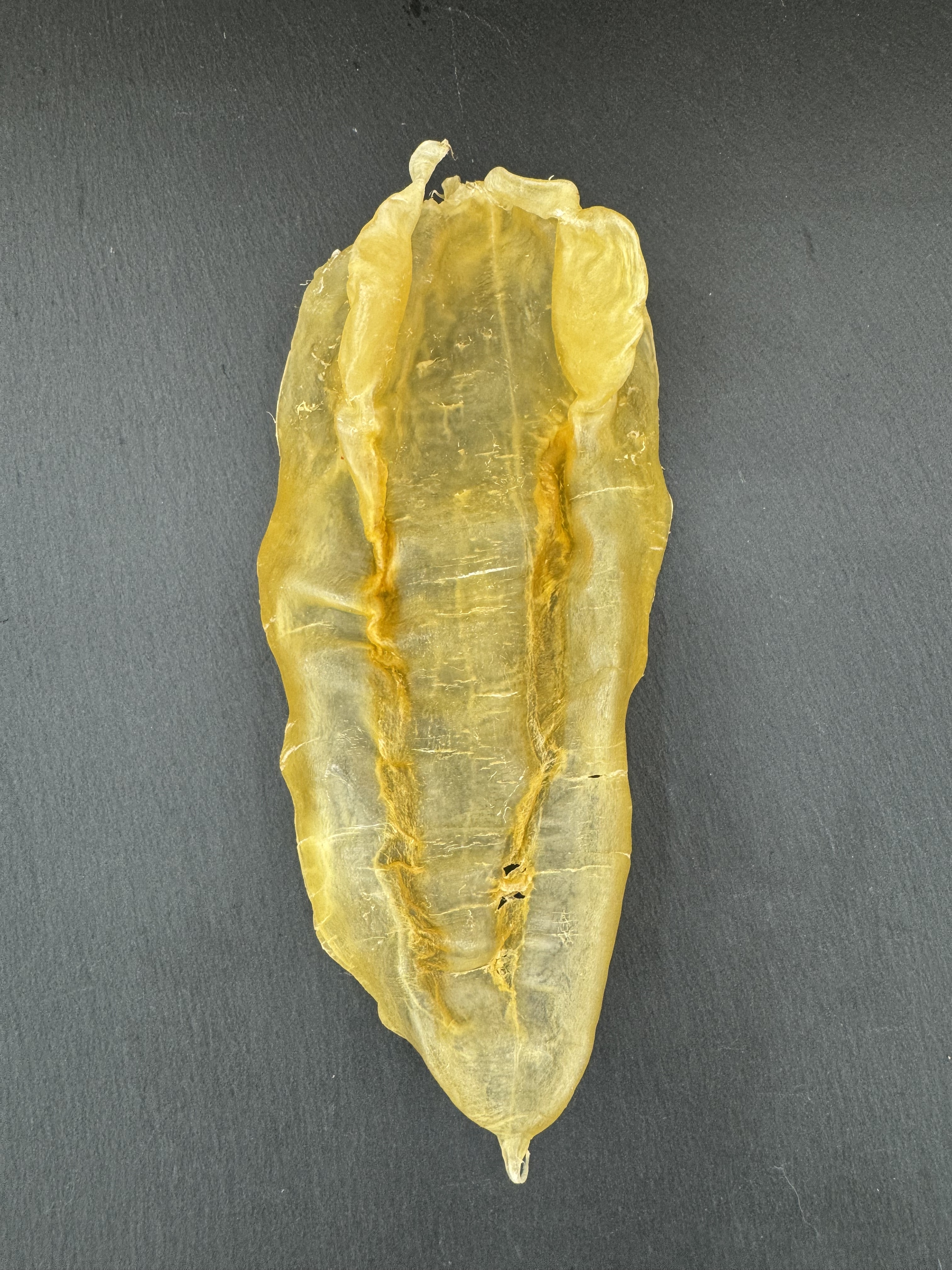 13頭巴西扎膠公