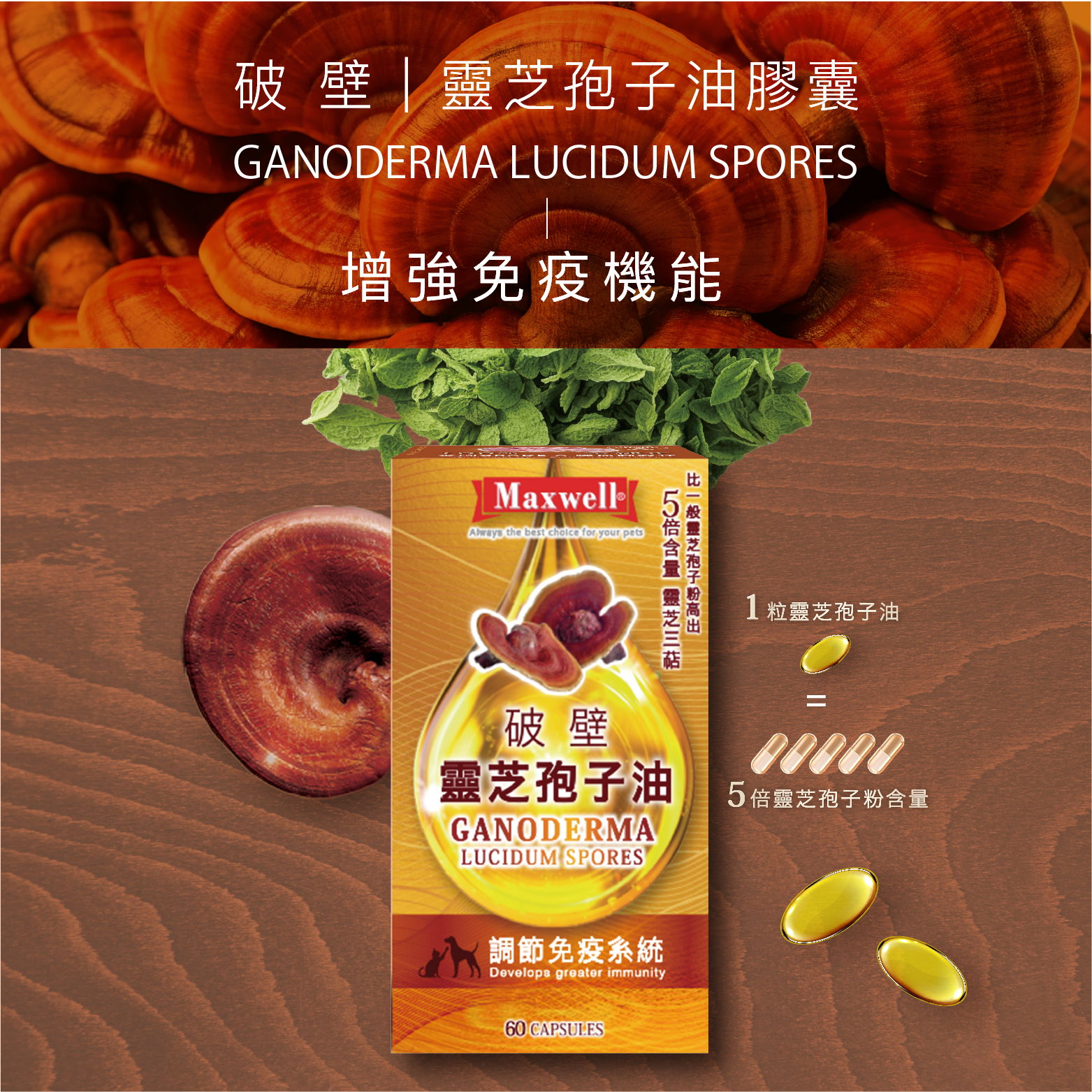 Maxwell | 100%純破壁靈芝孢子油 60粒 (MXA-4675)