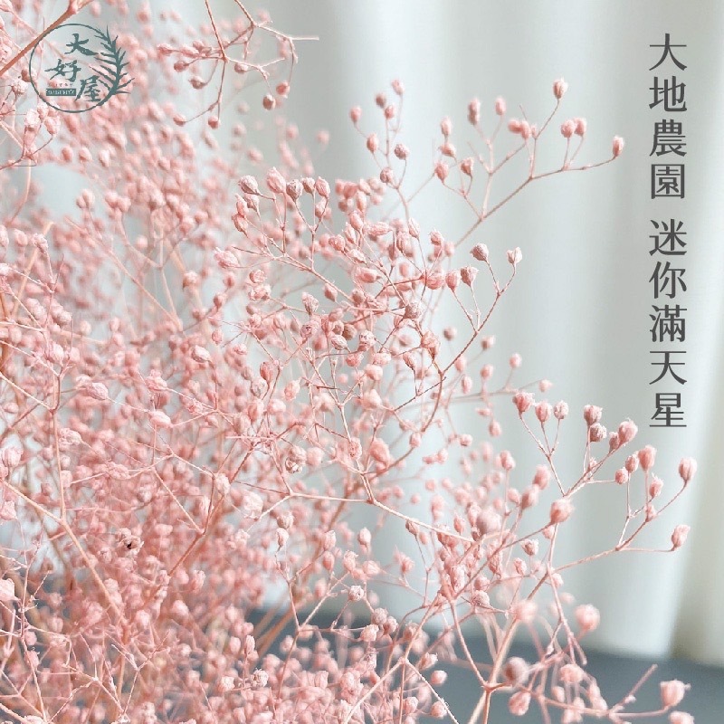 永生迷你滿天星【2g裝】