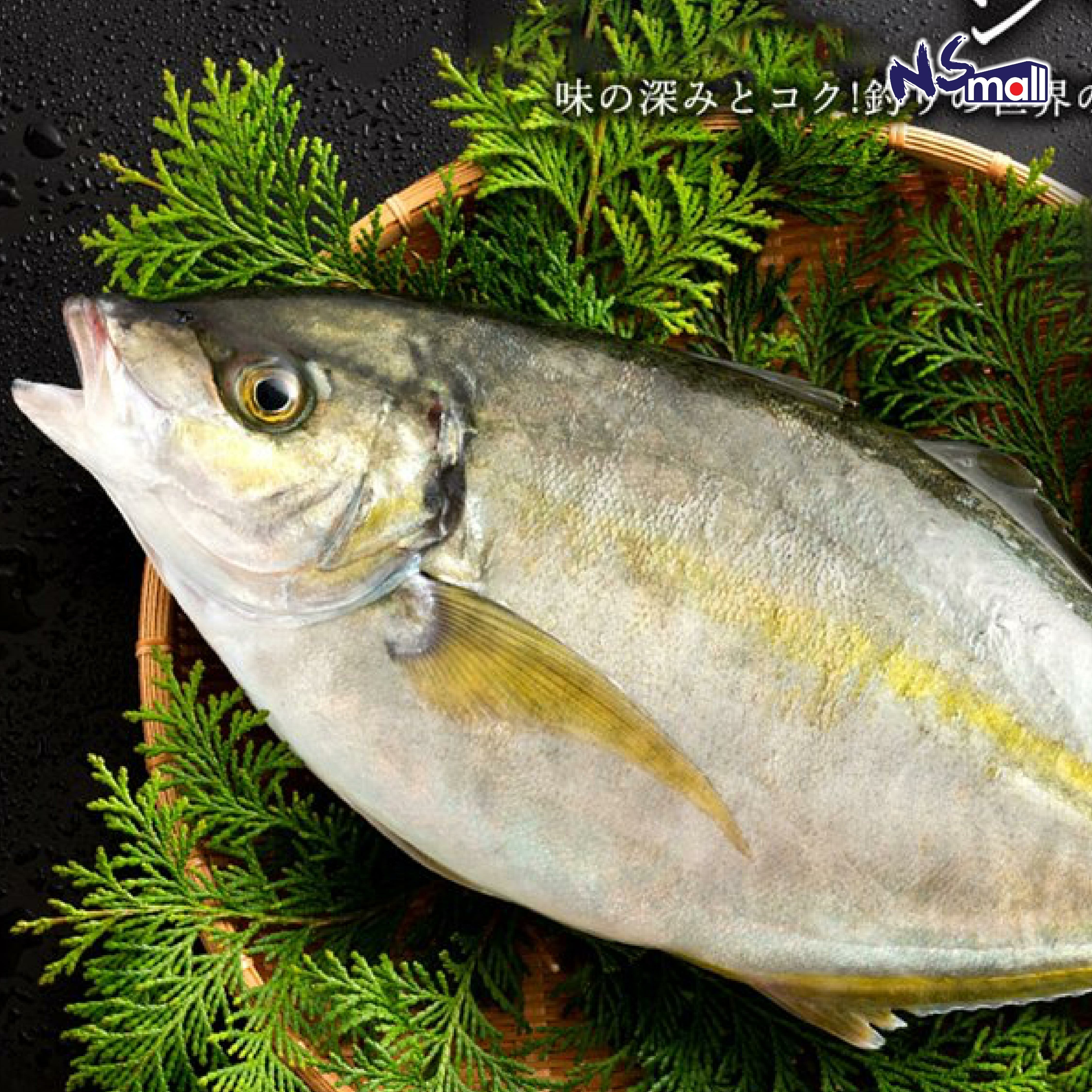 縞鰺/池魚皇/深海池魚(養殖)